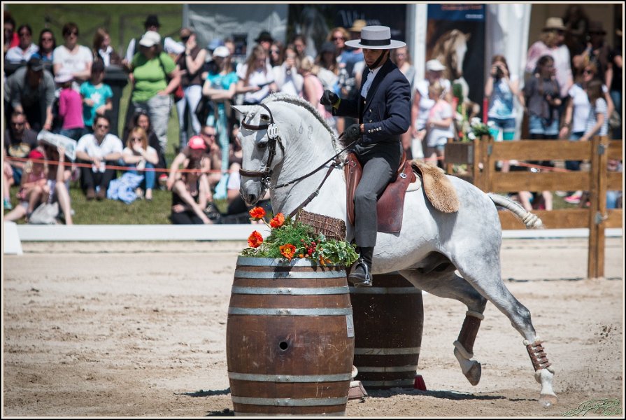 Pferd International 103